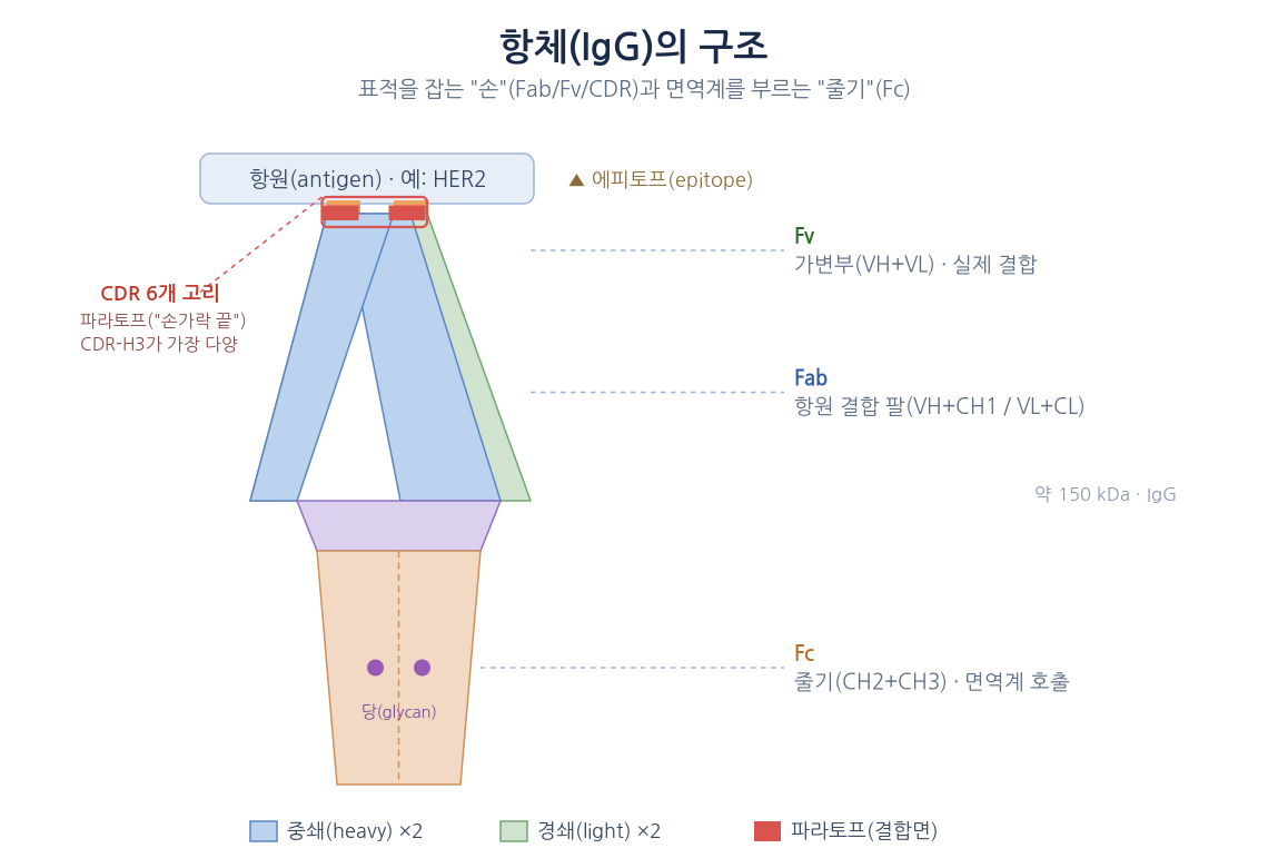 항체 해부도