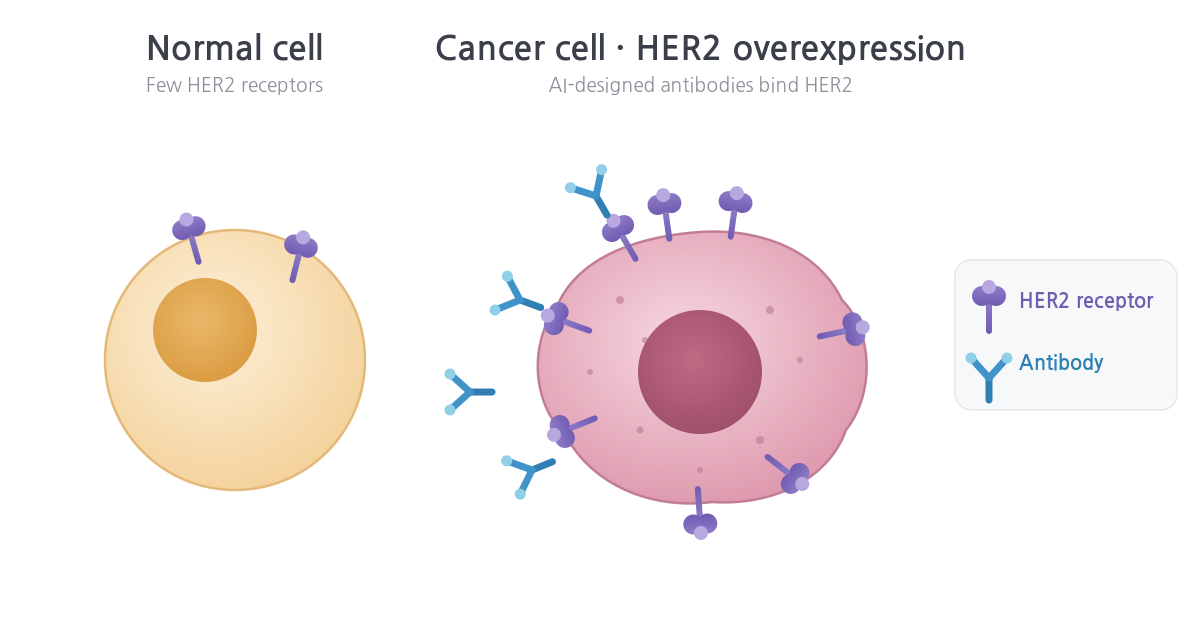Concept diagram of HER2 overexpression and antibody binding